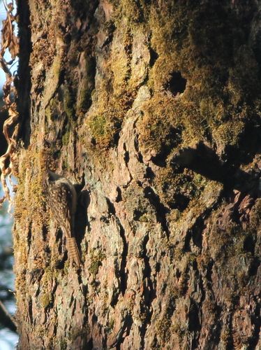Certhia himalayana