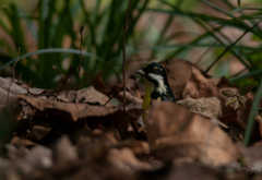 Periparus venustulus