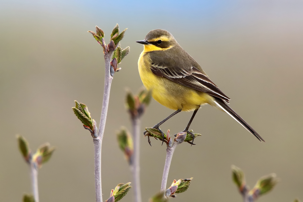 Eastern Yellow Wagtail