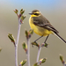 Eastern Yellow Wagtail - Photo (c) Игорь Двуреков, some rights reserved (CC BY-NC)