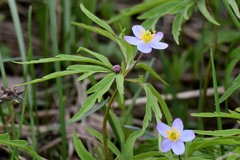Anemonoides caerulea