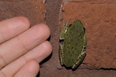 Hyla gratiosa