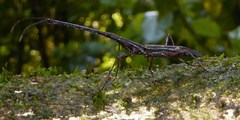 Lasiorhynchus barbicornis