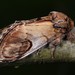 Pebble Prominent - Photo (c) Paolo Mazzei, some rights reserved (CC BY-NC), uploaded by Paolo Mazzei