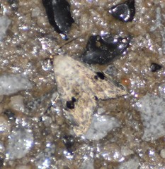 Abablemma duomaculata