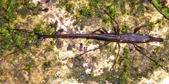 Lasiorhynchus barbicornis