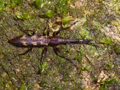 Lasiorhynchus barbicornis