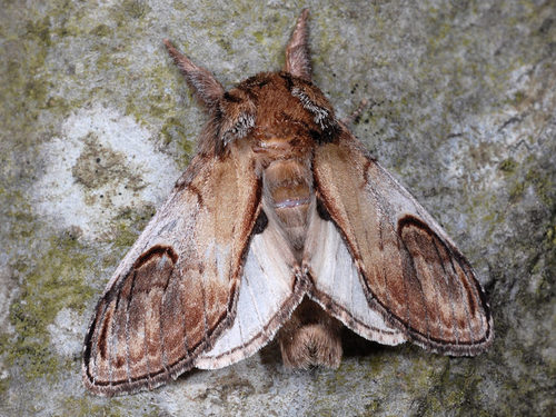 Pebble Prominent