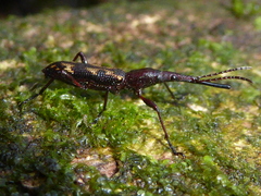 Lasiorhynchus barbicornis