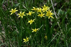 Gagea granulosa