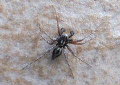 Oxyopes heterophthalmus