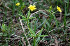 Ranunculus monophyllus
