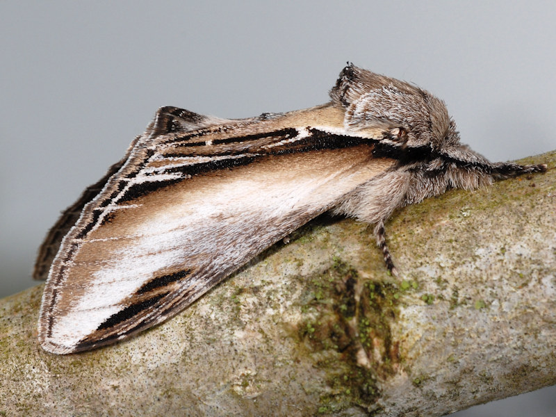 Swallow Prominent