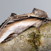 Swallow Prominent - Photo (c) Paolo Mazzei, some rights reserved (CC BY-NC), uploaded by Paolo Mazzei