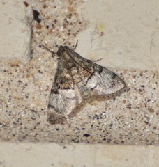 Macalla glastianalis