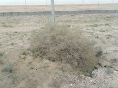 Haloxylon salicornicum