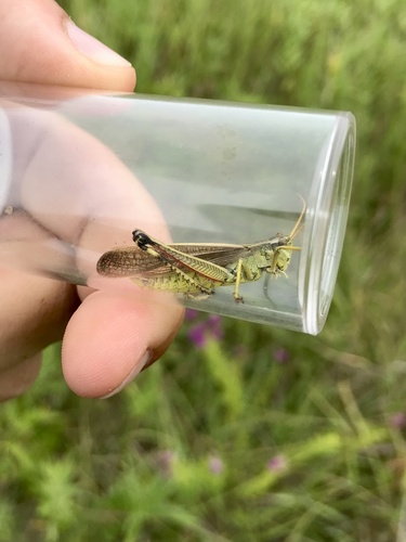 Graceful Sedge Grasshopper photo 4