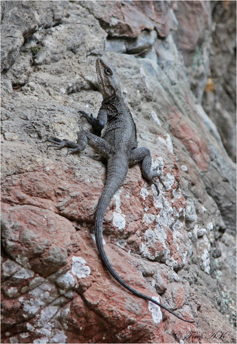Laudakia tuberculata