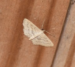 Scopula benitaria