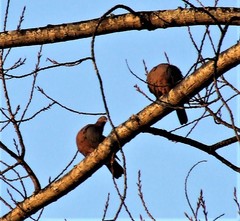 Patagioenas araucana