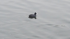 Fulica atra