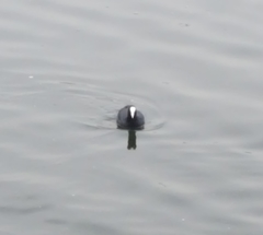 Fulica atra
