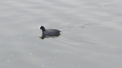 Fulica atra