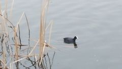 Fulica atra