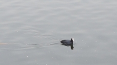 Fulica atra