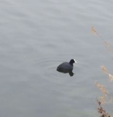 Fulica atra