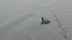 Fulica atra