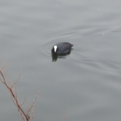 Fulica atra