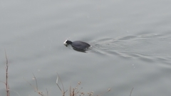 Fulica atra