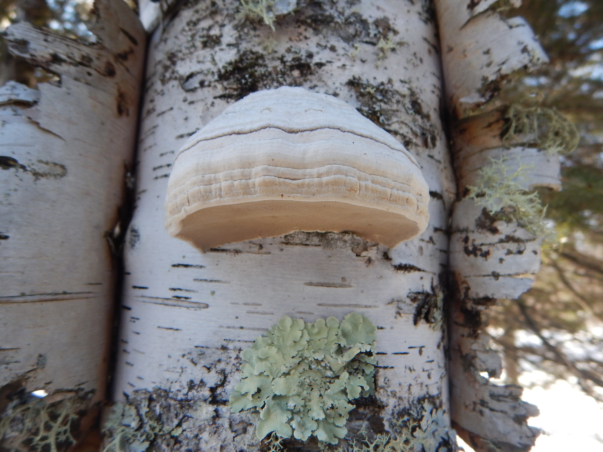 Fomes fomentarius image