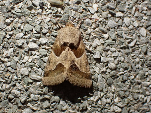 Jaguar Flower Moth