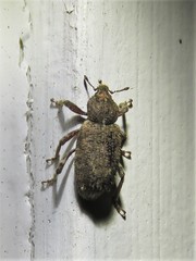 Listroderes difficilis