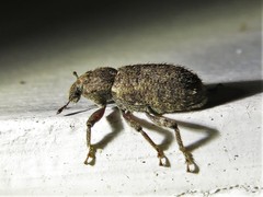 Listroderes difficilis