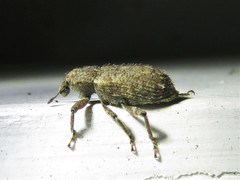 Listroderes difficilis