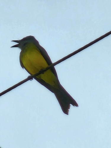Tropical Kingbird