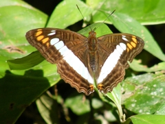 Adelpha alala