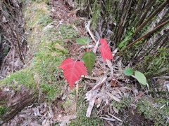 Acer morrisonense