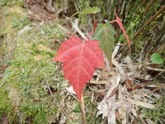 Acer morrisonense