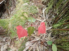 Acer morrisonense