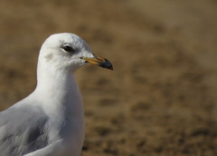 Ichthyaetus melanocephalus