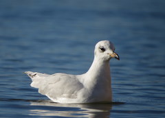 Ichthyaetus melanocephalus