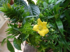 Strobilanthes crispus