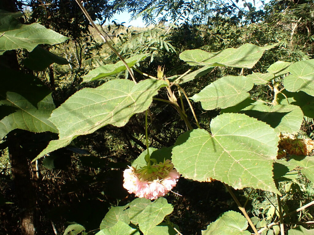 Dombeya wallichii, Nova Lima - State of Minas Gerais, Brazil