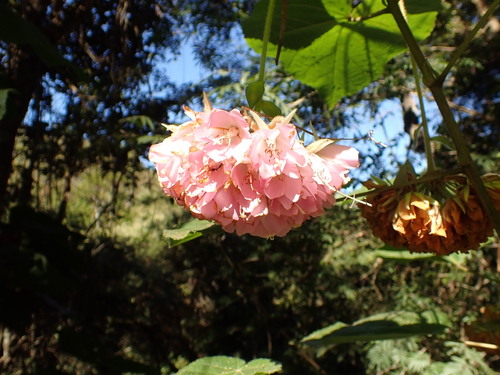 Dombeya wallichii