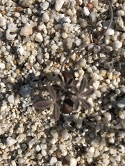 Lupinus arizonicus