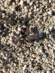 Lupinus arizonicus